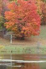 Fall Foliage in the Pennsylvania Grand Canyon.