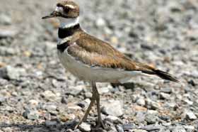Birding in the PA Grand Canyon